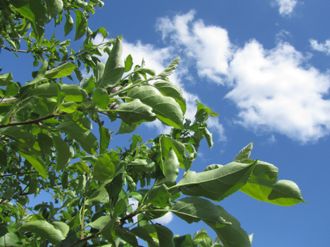 Apple Leaves & New Fruit