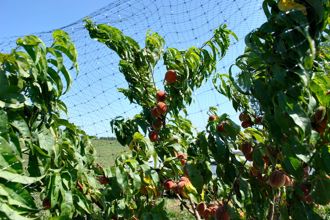 Looking in at Netted Peaches