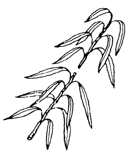Summer Pruning: Pinching Example
