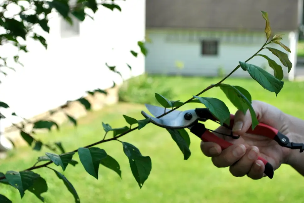 Summer Pinching: Before Pruning Cut