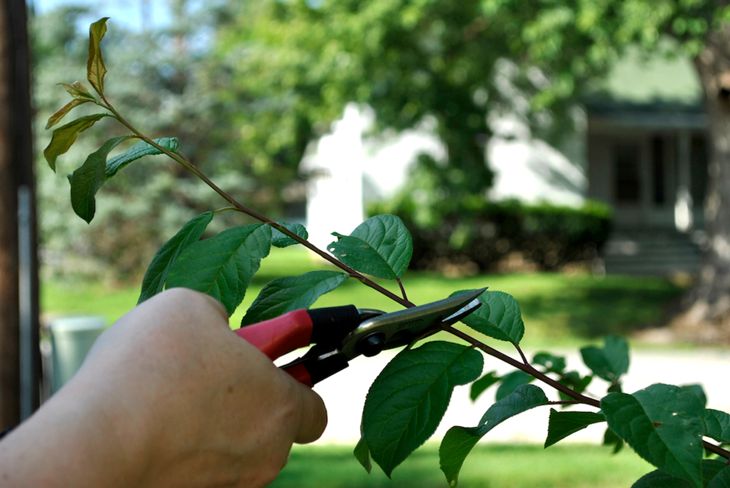 Summer Pruning a Plum Tree