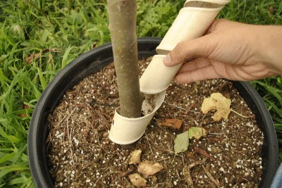 Applying a tree guard