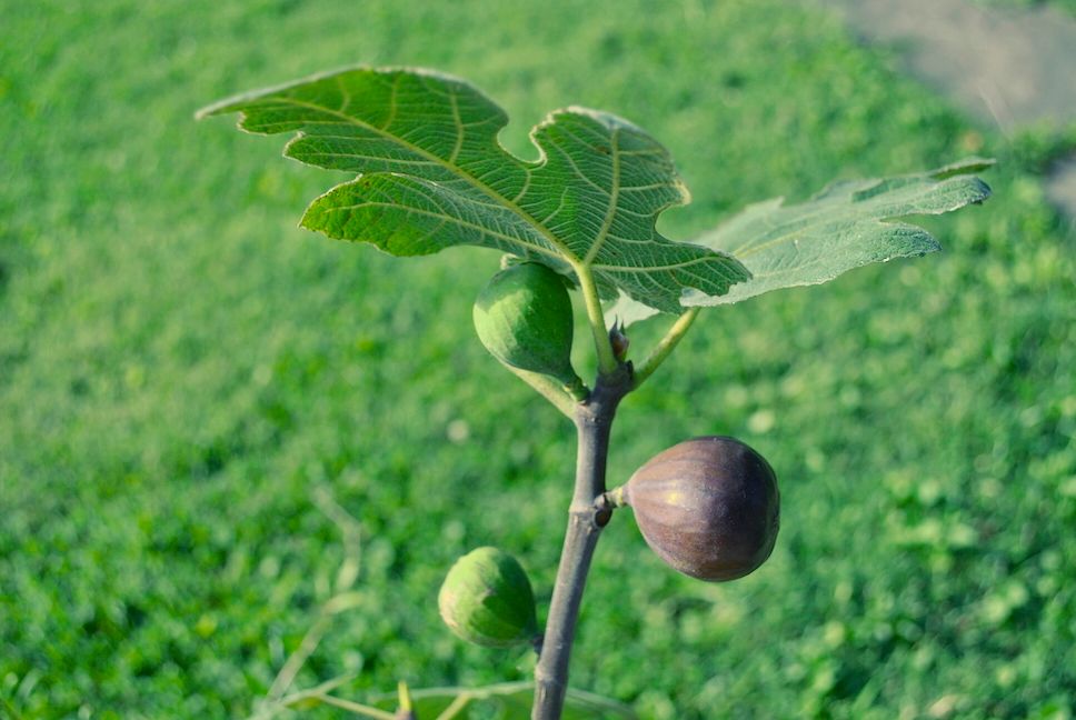 Chicago Hardy Figs Ripening on Tree