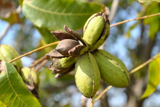 Colby Pecan in Hulls