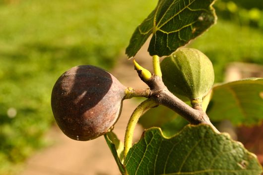 Ripening Fig