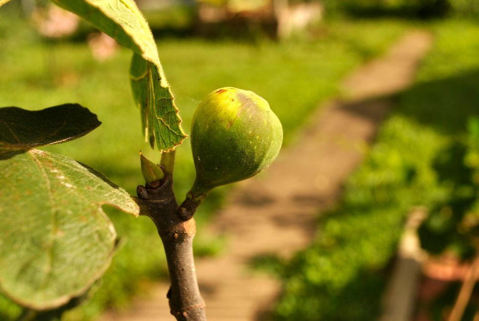 Unripe Fig Getting Color