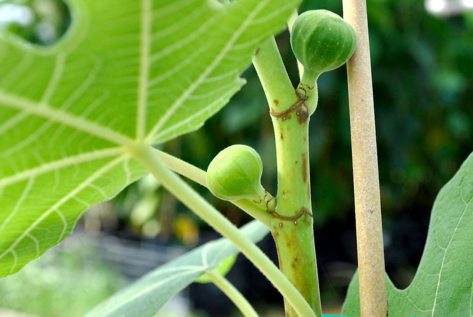 Young Brown Turkey Figs on Tree