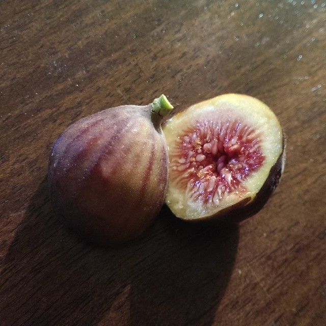 Harvested Chicago Hardy Fig