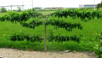 Espaliered Peach Tree via D Reyne