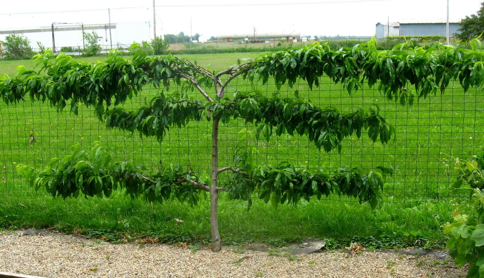Read the full article Espaliered Peach Tree via D Reyne