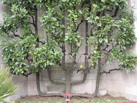 Espaliered Pear Tree: Candelabra