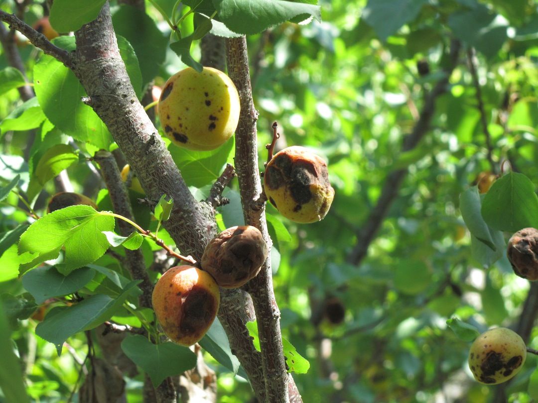 Fruit growing is. Монилиоз парша абрикоса. Монилиоз на персике абрикосе. Абрикос дерево монилиоз.