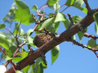 Brown rot spores on Apricot