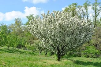 Tree in bloom