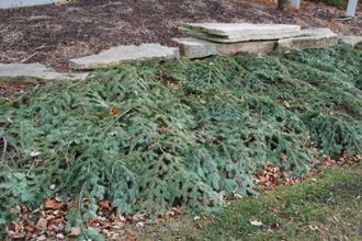 Christmas Tree Branches as Mulch