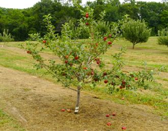 Jonagold Apple Tree