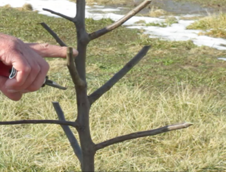 Apple Tree Pruning Scaffold Limbs of Central Leader