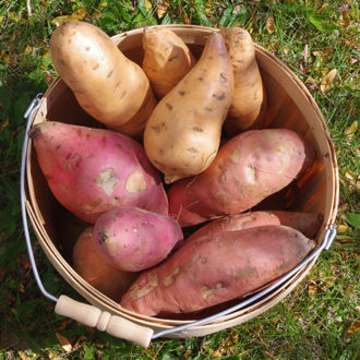 Beauregard, Georgia Jet, and Vardaman Sweet Potatoes