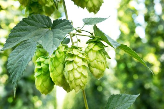 Hops Bines via Shutterstock