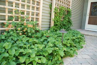 Strawberries and Trellis (closer)