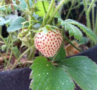 White Pineberry Strawberry