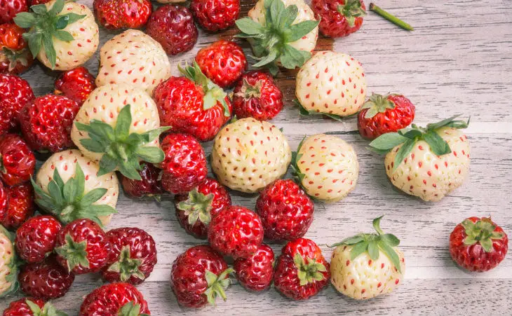 Red and white strawberries