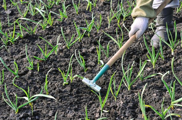 Read the full article Rows of Garlic Plants