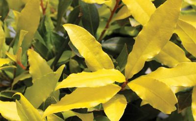 Read the full article Sweet Bay Plant