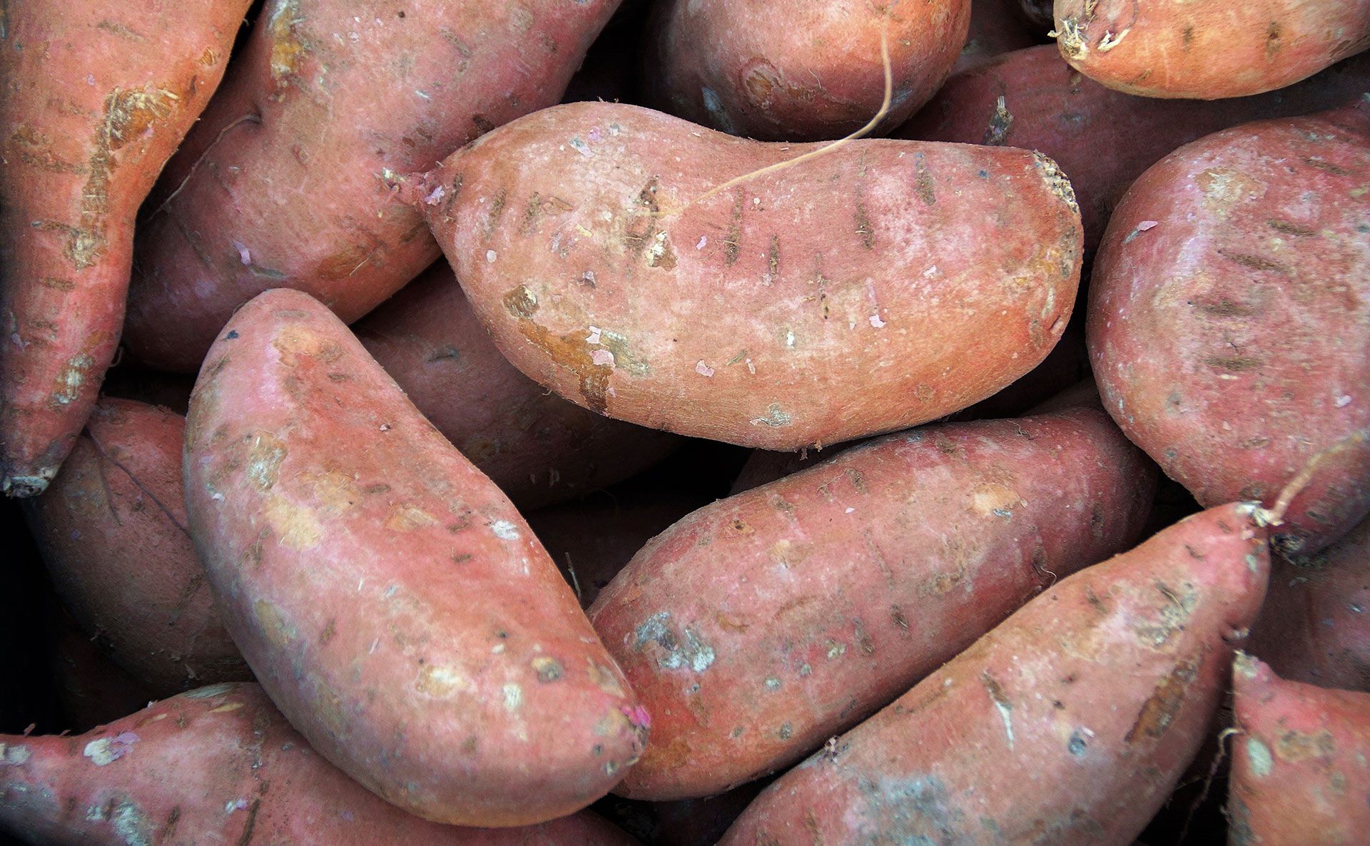 How to Grow Great Sweet Potatoes - Stark Bro's