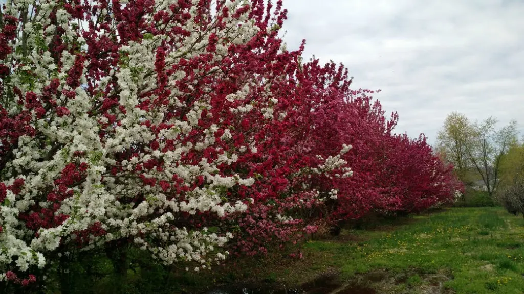 Row of crabapple trees