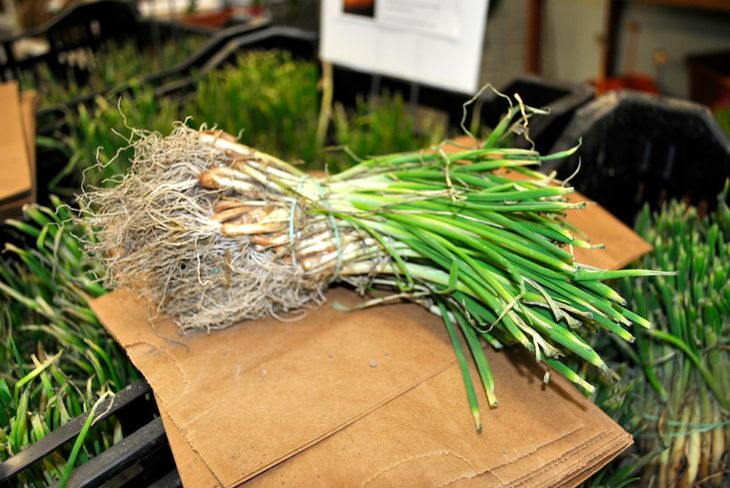 A Bundle of Onion Plants