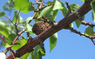 Example of apricot fruit on tree with brown rot