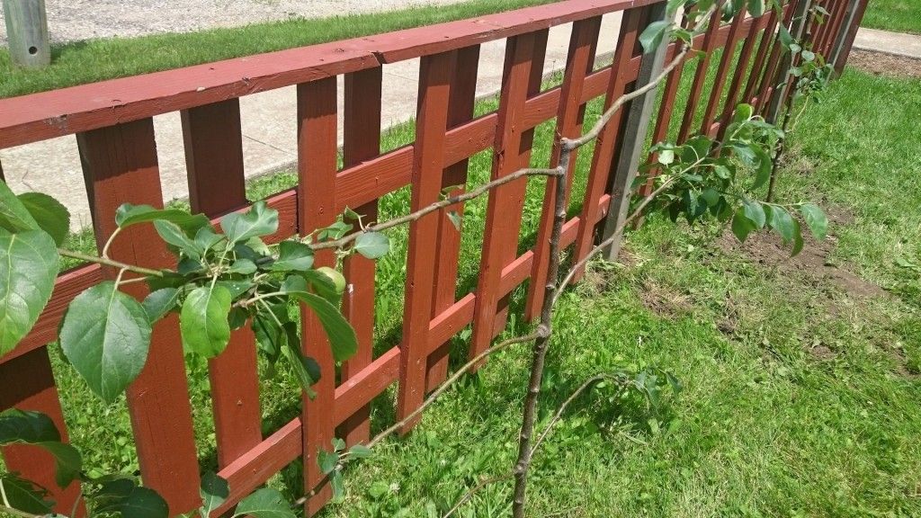 Young Espaliered Apple Tree