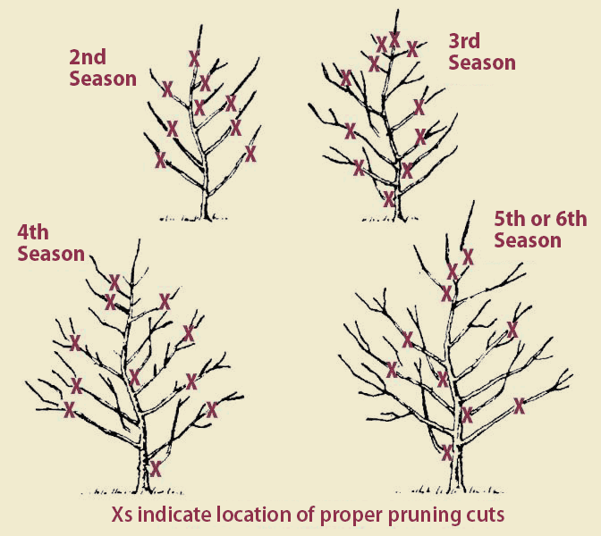 Fruit tree pruning throug the seasons