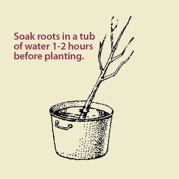 Soak roots in tub of water