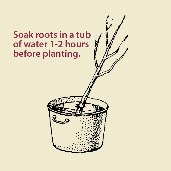 How to Plant and Grow a Peach Tree