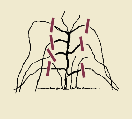 Pruning Black Raspberry Laterals