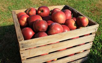 crate of picked apples