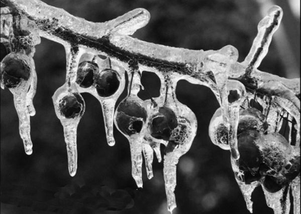 Vintage photo of fruit frozen on tree