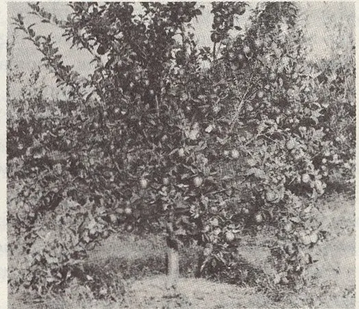 Vintage photo of apple tree