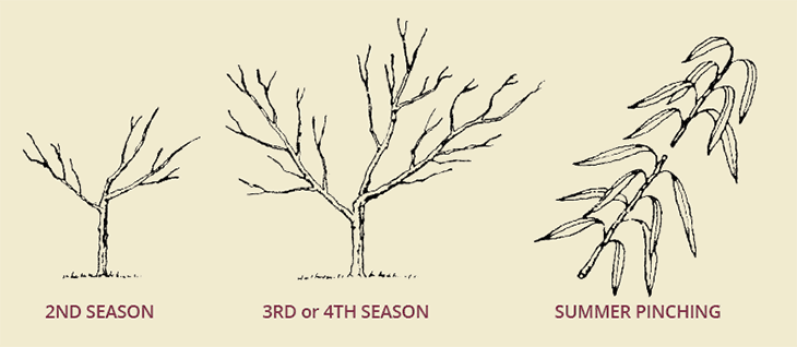How To Prune a Peach Tree: Expert Tips for Lush Growth