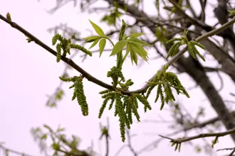 Pawnee Pecan Tree leaves