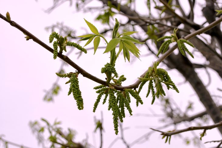 Pawnee Pecan Tree leaves