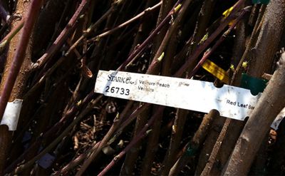 Read the full article close up of trees for donation