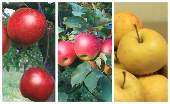 Read the full article Three new apples