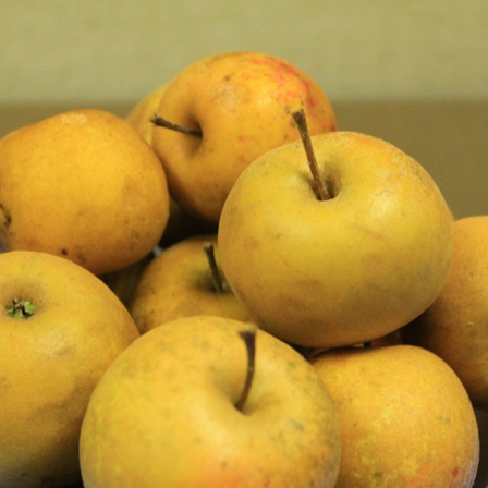 Giant yellow apples