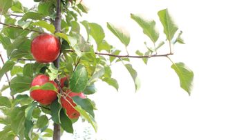 Tree branch with apples