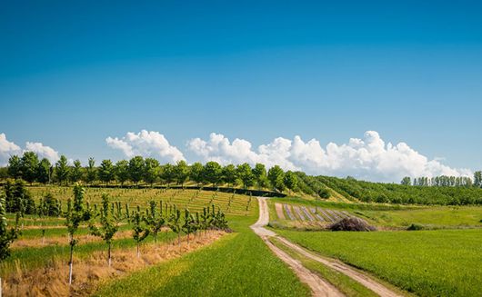 Rolling hills in orchard