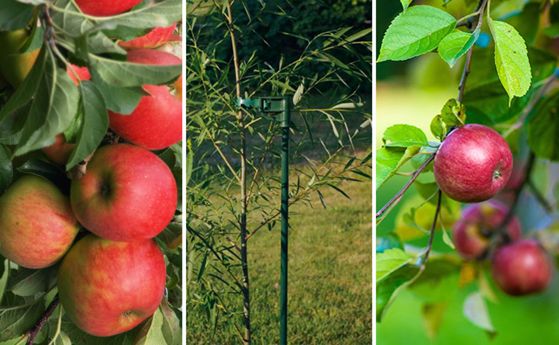 Read the full article young tree staked