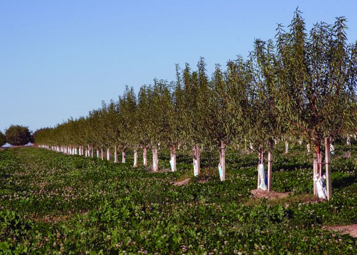 Are you feeding your plants? Fertiliser chat